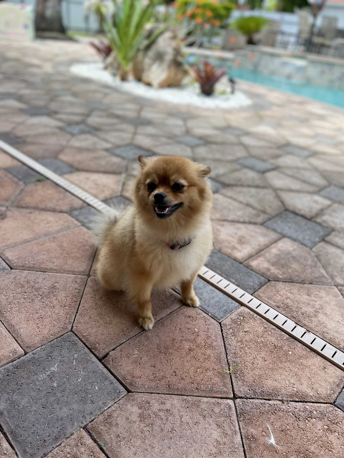 Lost dog in Miami, FL, 33170