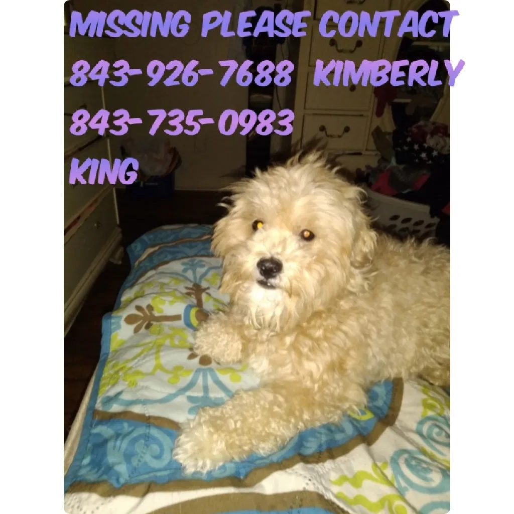 Lost dog in Memphis, TN, 38019