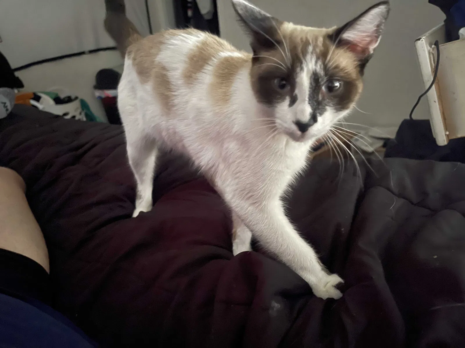 Lost cat in Rio Linda, CA, 95673