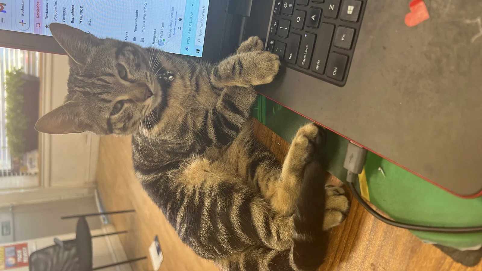 Lost cat in Indian Orchard, MA, 1151