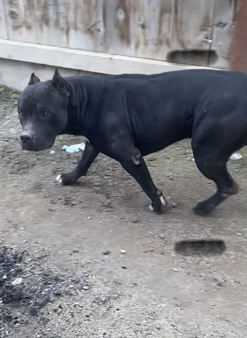Lost dog in Visalia, CA, 93291