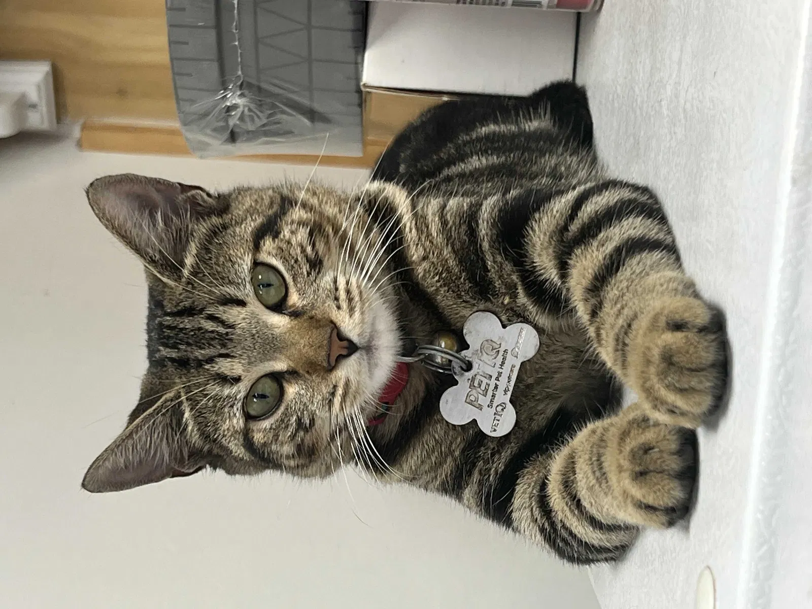 Lost cat in Unknown, MA, 1150