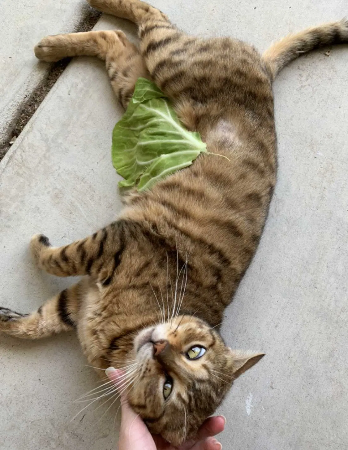 Lost cat in Victorville, CA, 92395