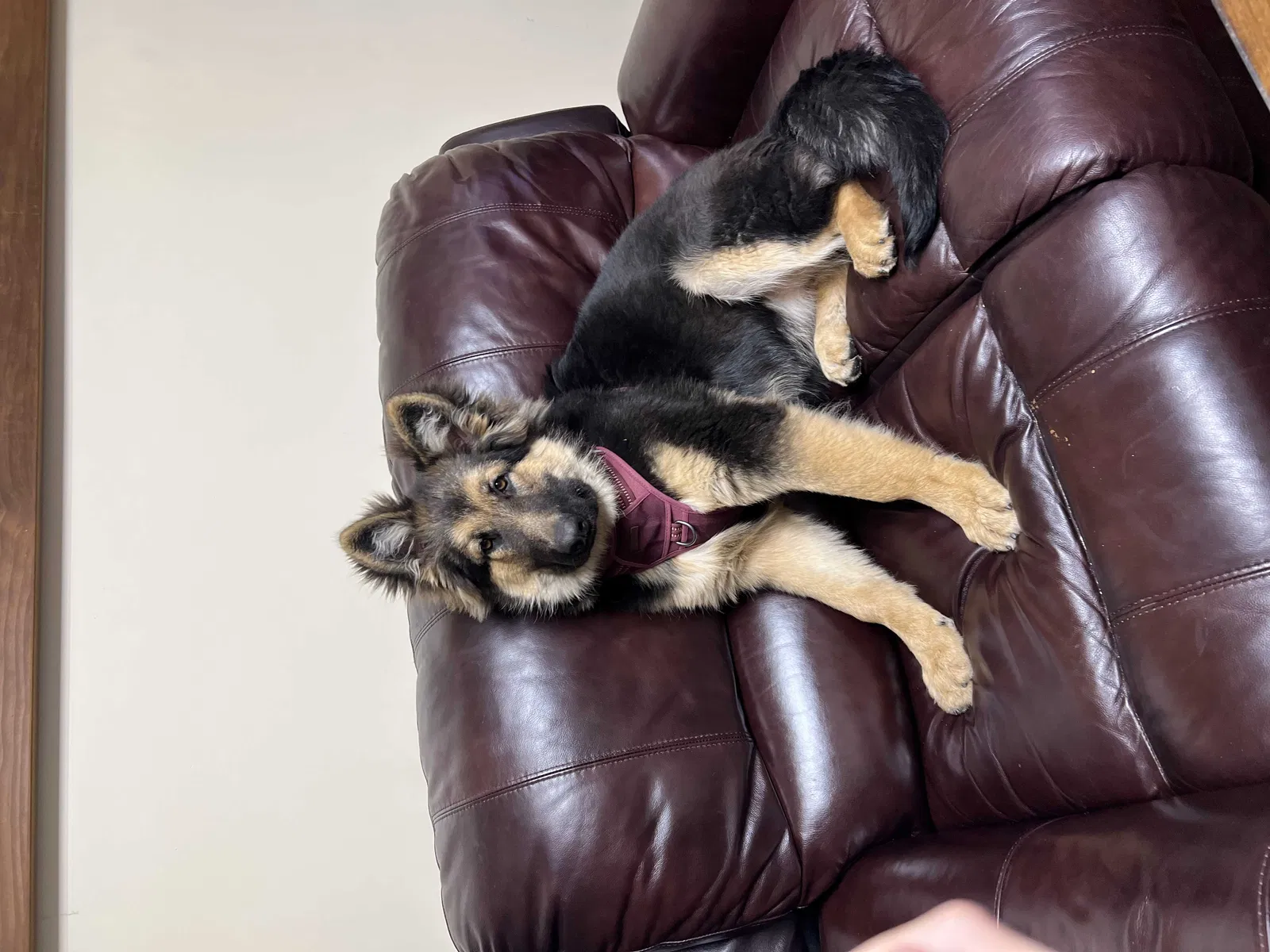 Lost dog in Brooklyn, NY, 11207