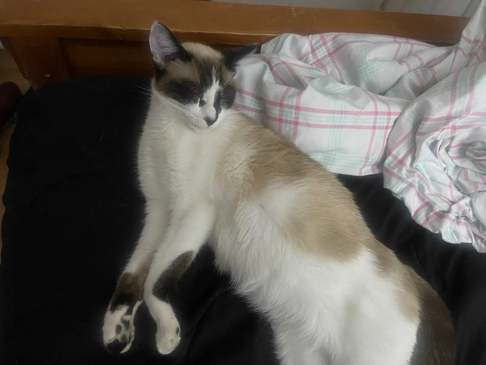 Lost cat in Rio Linda, CA, 95673