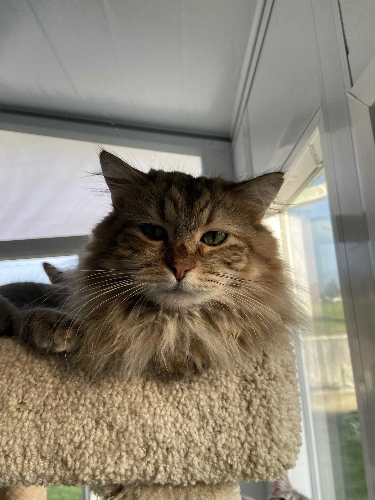 Found cat in Sacramento, CA, 95838