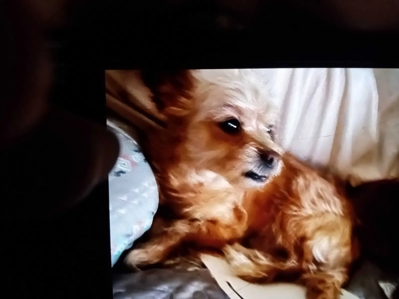 Lost dog in San Antonio, TX, 78227