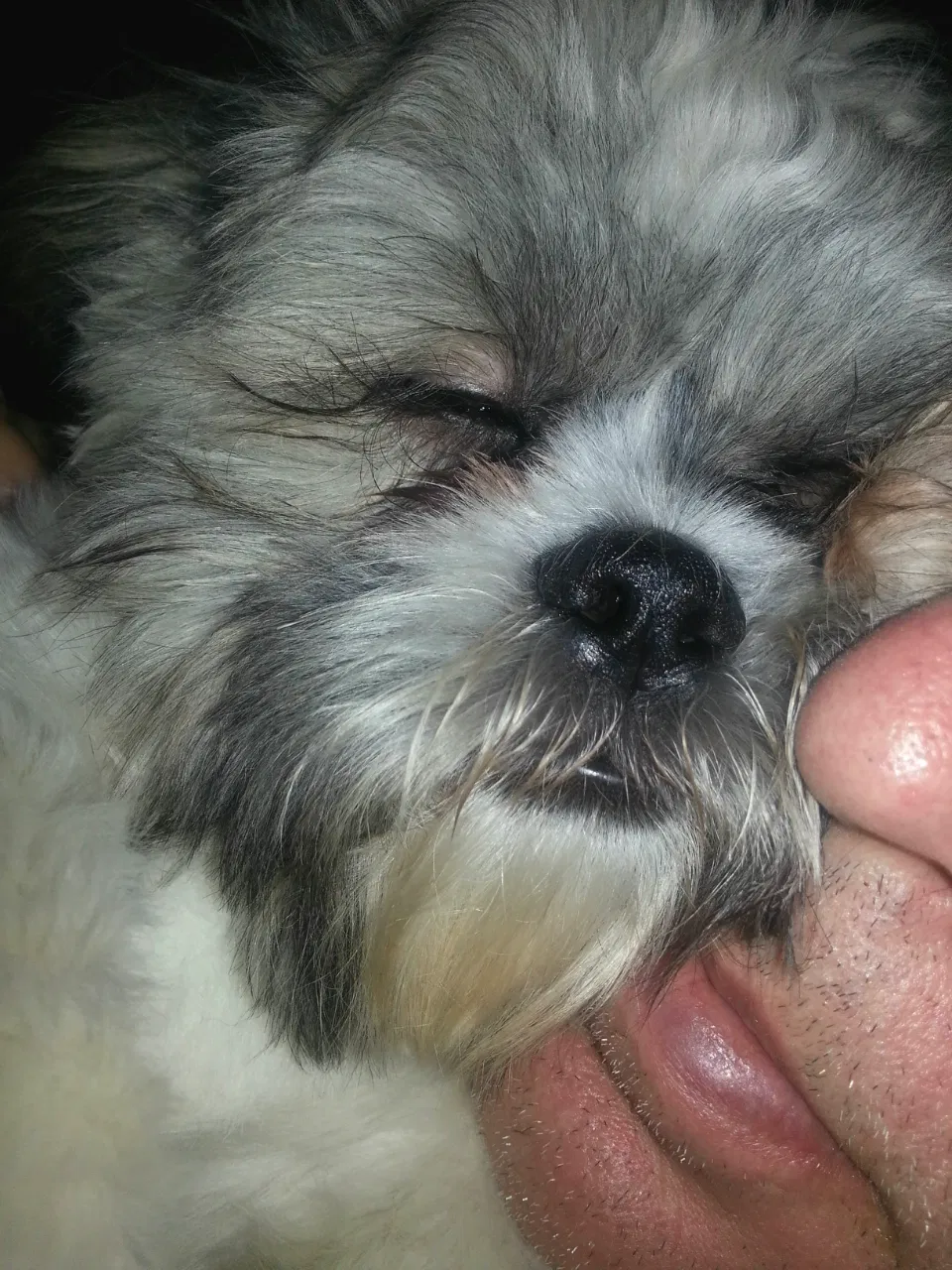 Lost dog in Hawthorne, FL, 32640