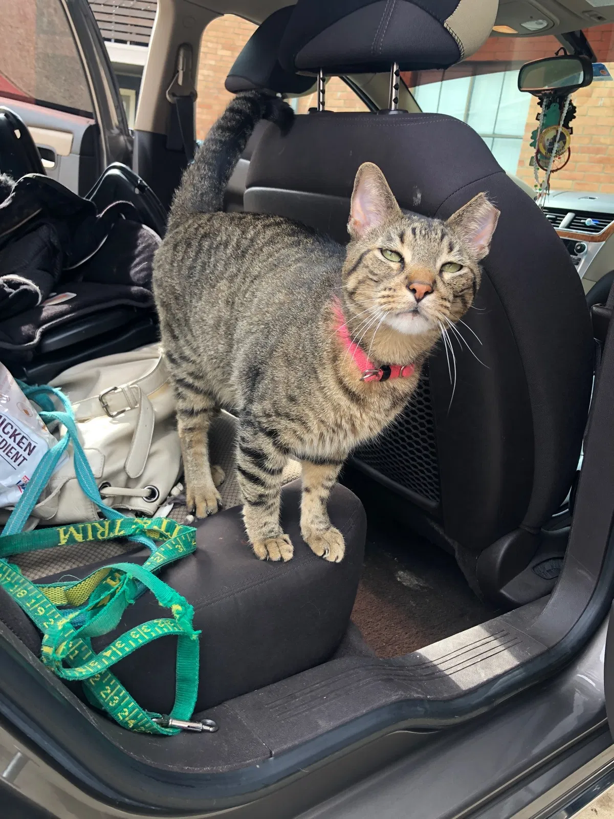 Lost cat in Fort Worth, TX, 76120