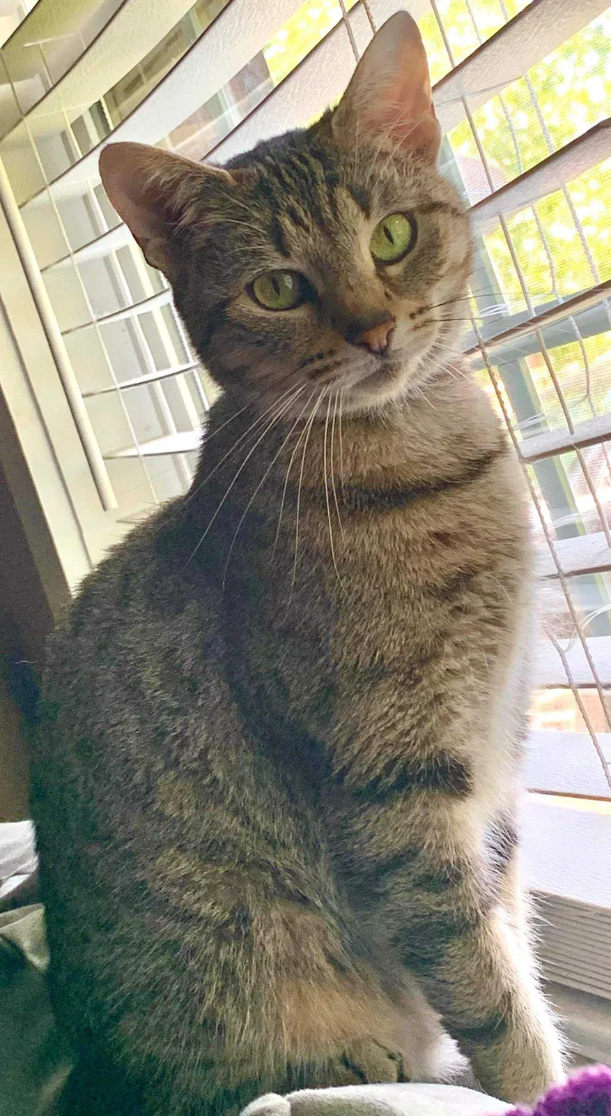Lost cat in Boaz, AL, 35957