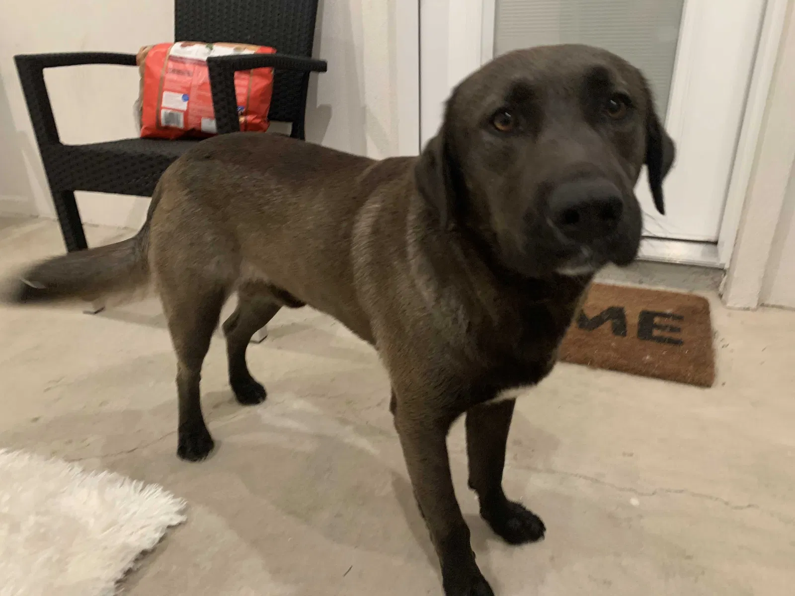 Found dog in Port Isabel, TX, 78578