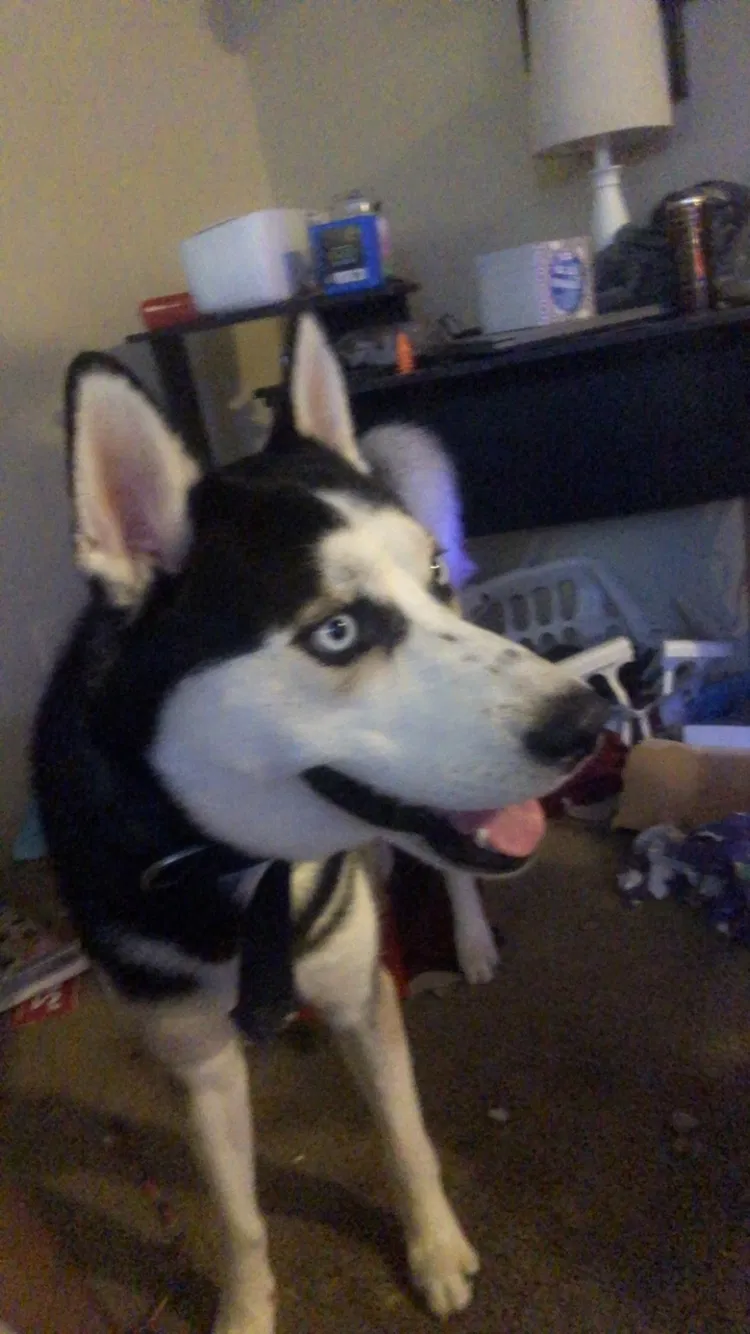 Lost dog in Pineville, NC, 28134