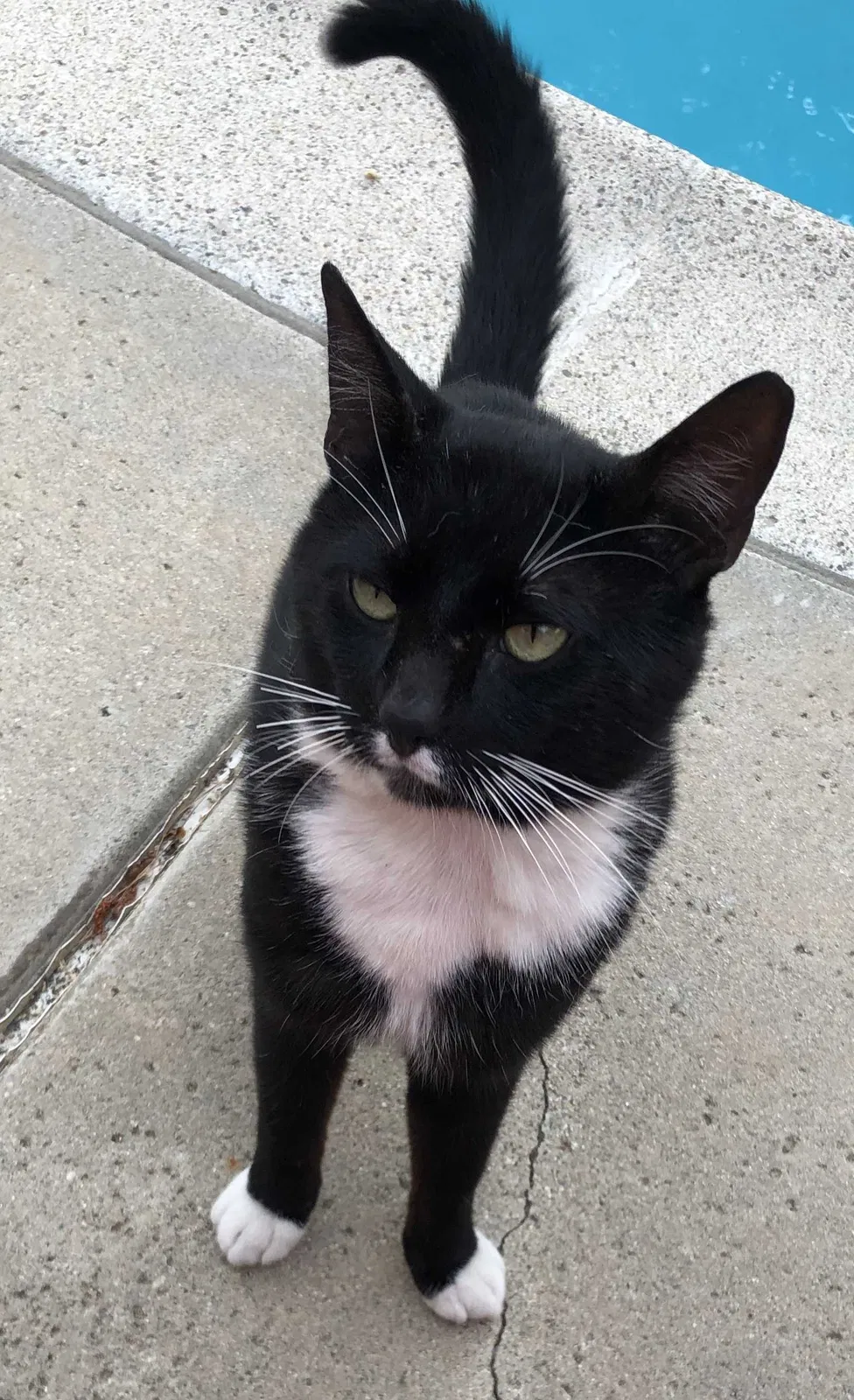 Lost cat in Carson, CA, 90745