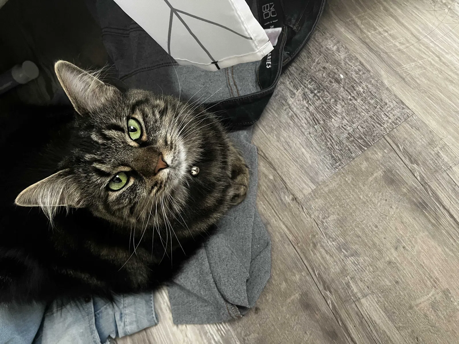Lost cat in Topeka, KS, 66604