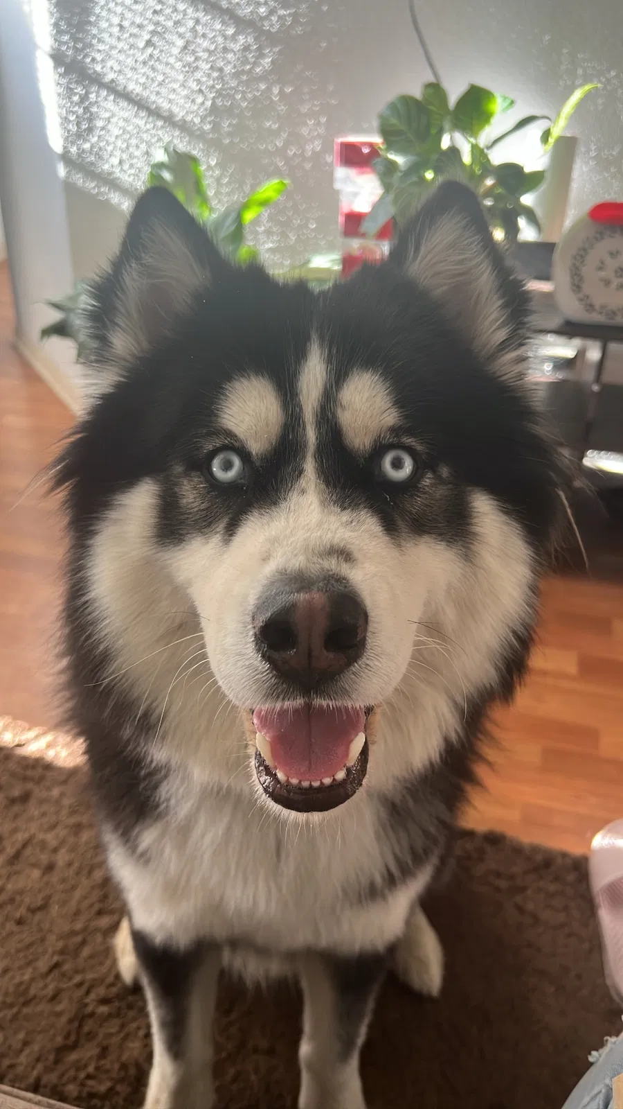 Lost dog in San Diego, CA, 92113