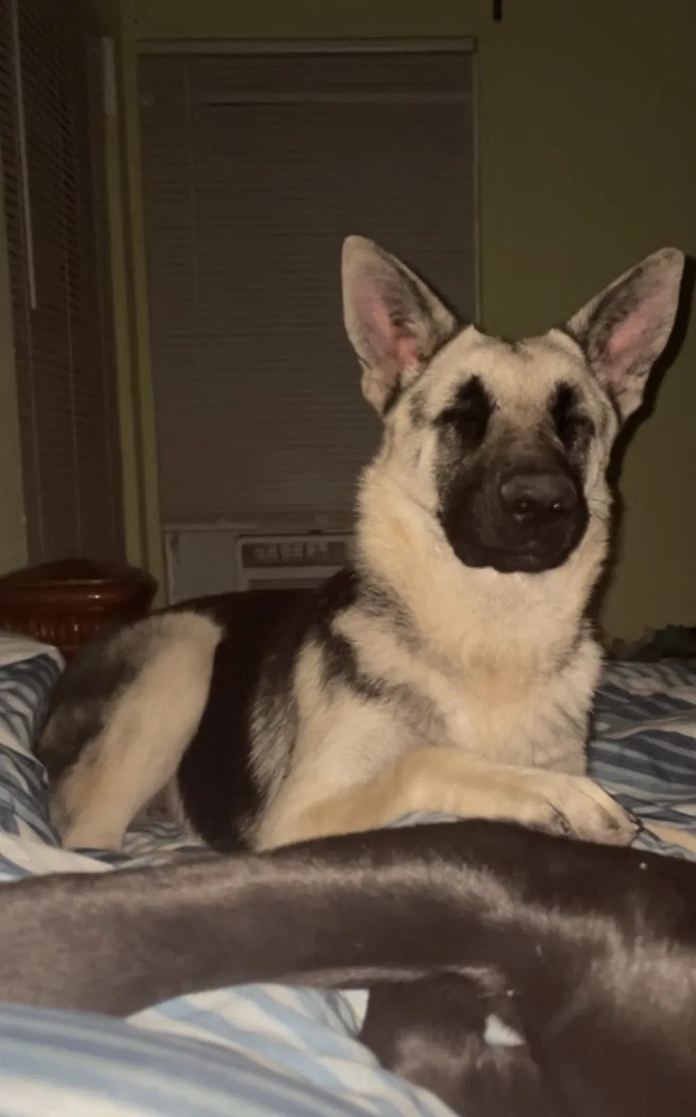 Lost dog in San Antonio, TX, 78221