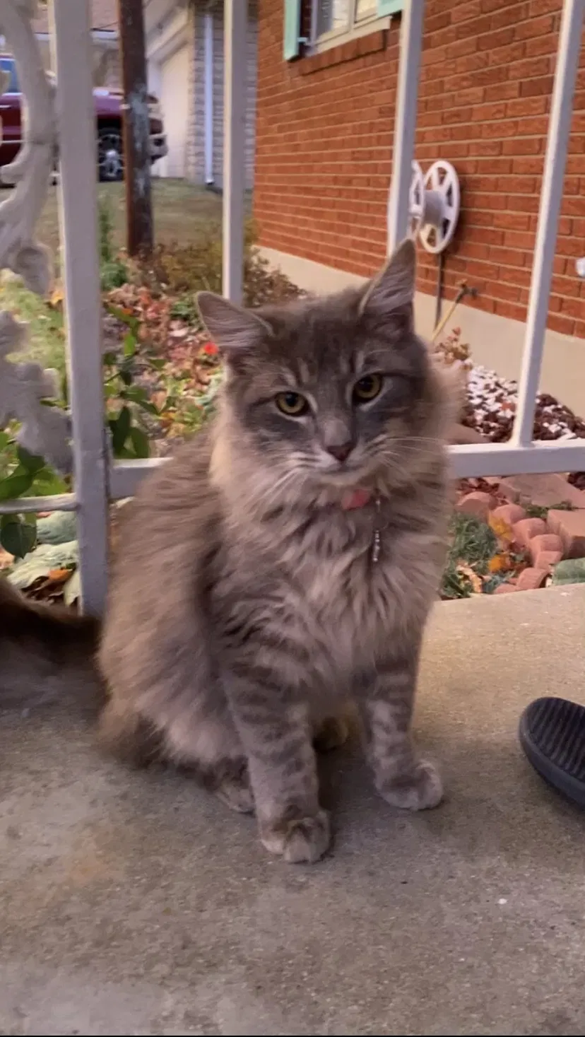Lost cat in Louisville, KY, 40214