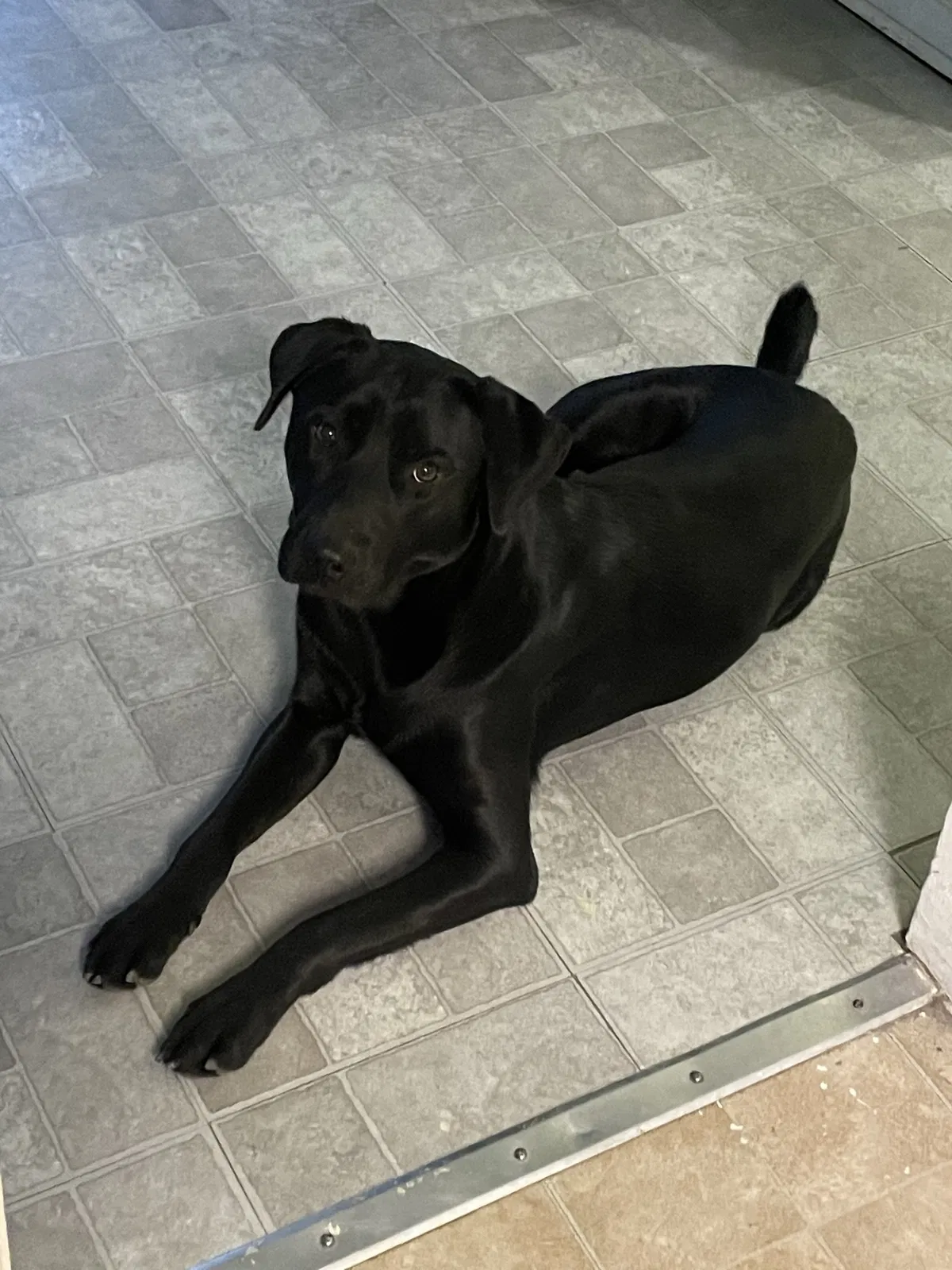 Lost dog in San Antonio, TX, 78221