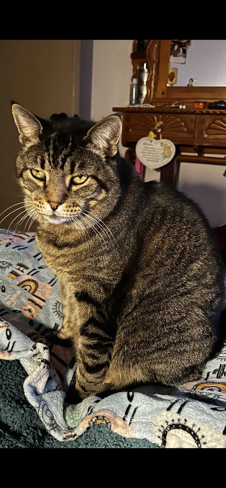 Lost cat in Albuquerque, NM, 87114