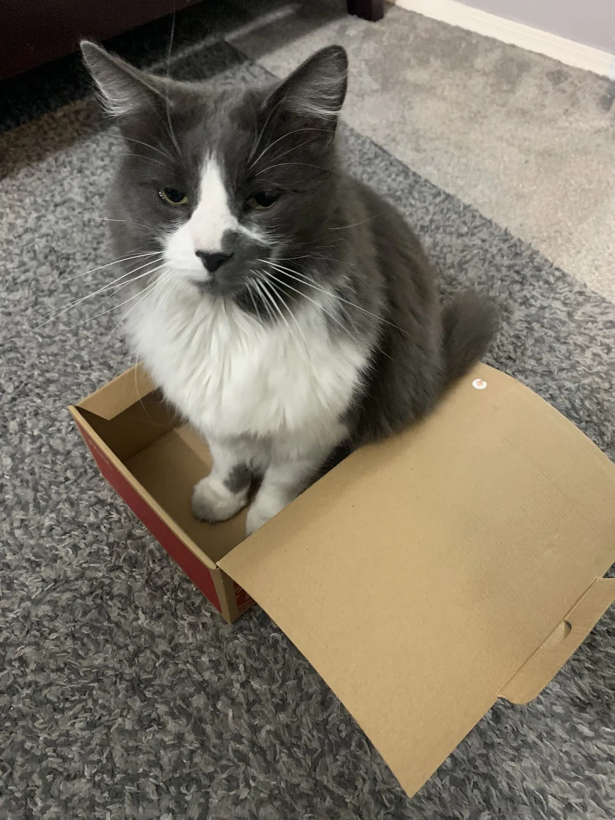 Lost cat in Albuquerque, NM, 87121