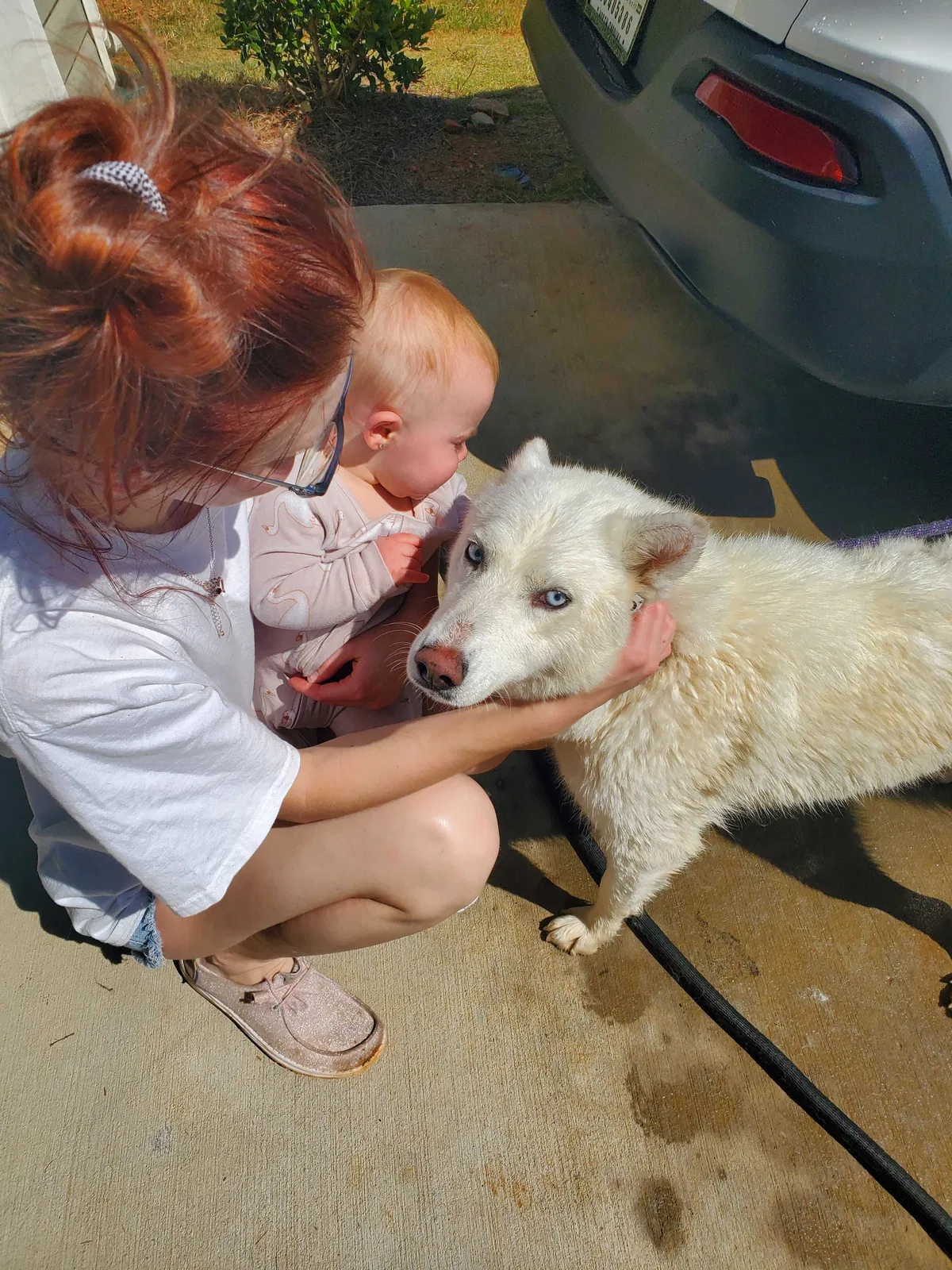 Lost dog in Winston Salem, NC, 27105