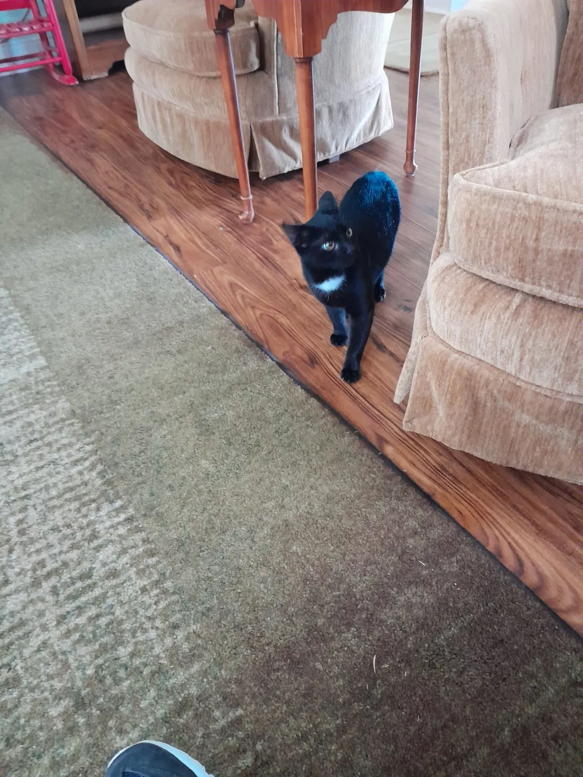 Lost cat in Lafayette, LA, 70503