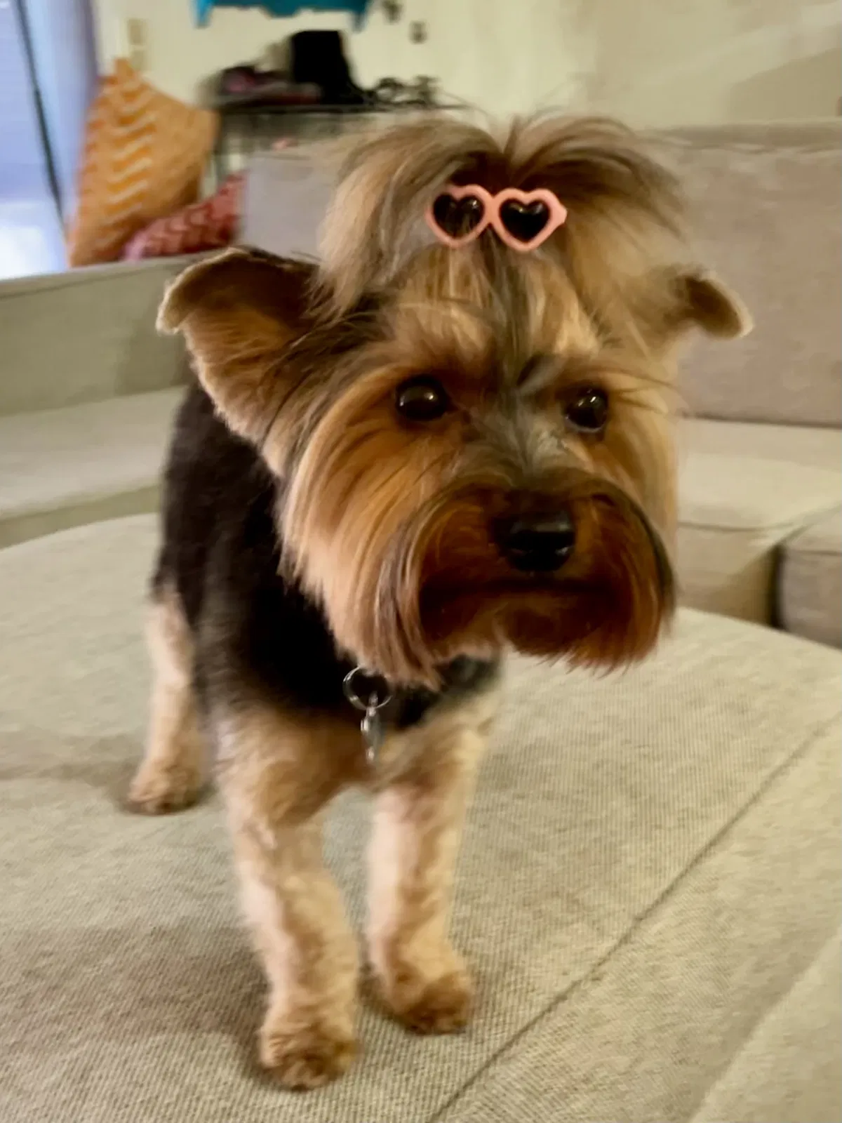 Lost dog in Whittier, CA, 90601