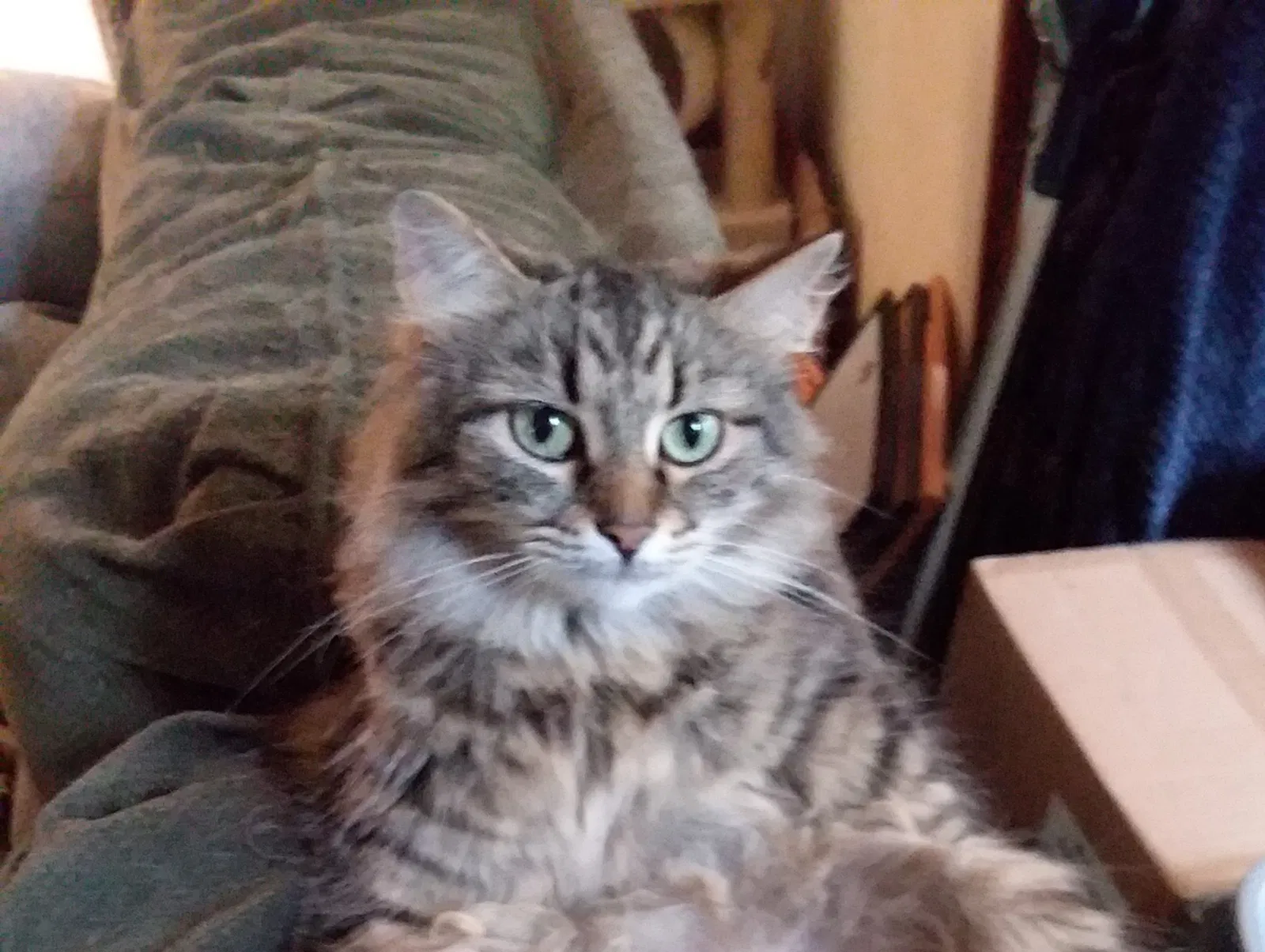 Lost cat in Cedar Falls, IA, 50613