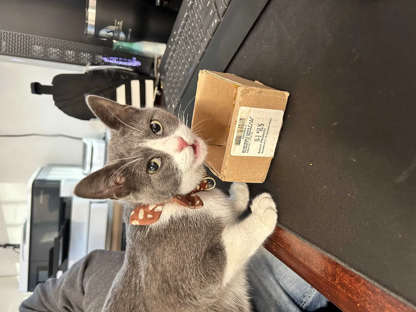 Found cat in Porter, TX, 77365