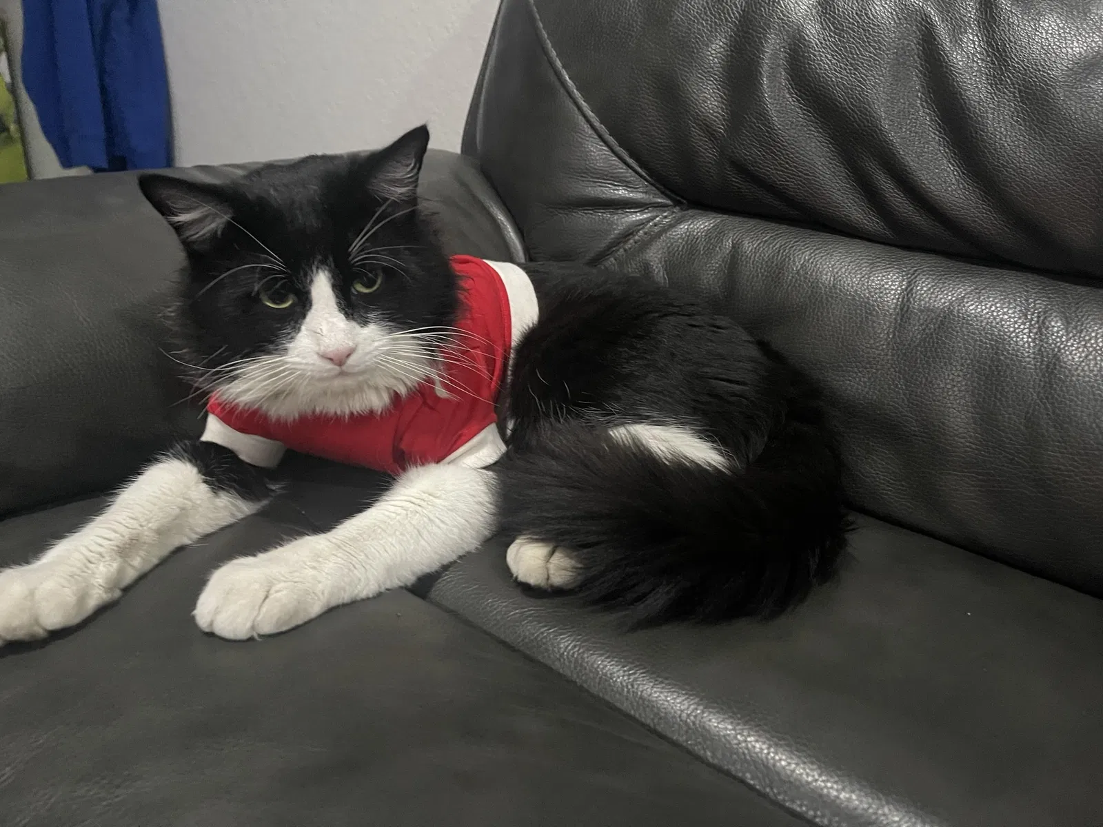 Lost cat in Azusa, CA, 91702