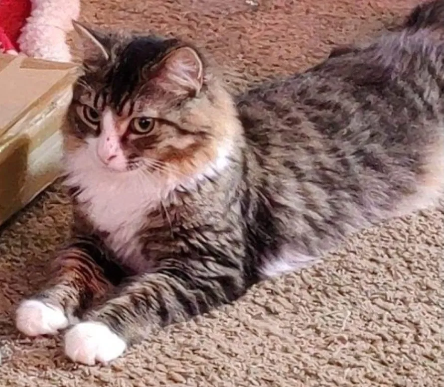 Lost cat in Summerville, SC, 29483