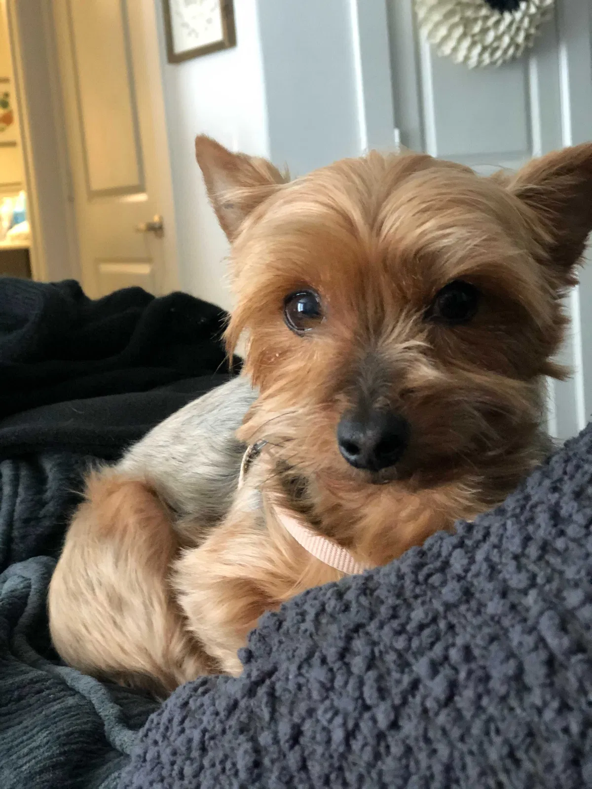 Lost dog in Garland, TX, 75044