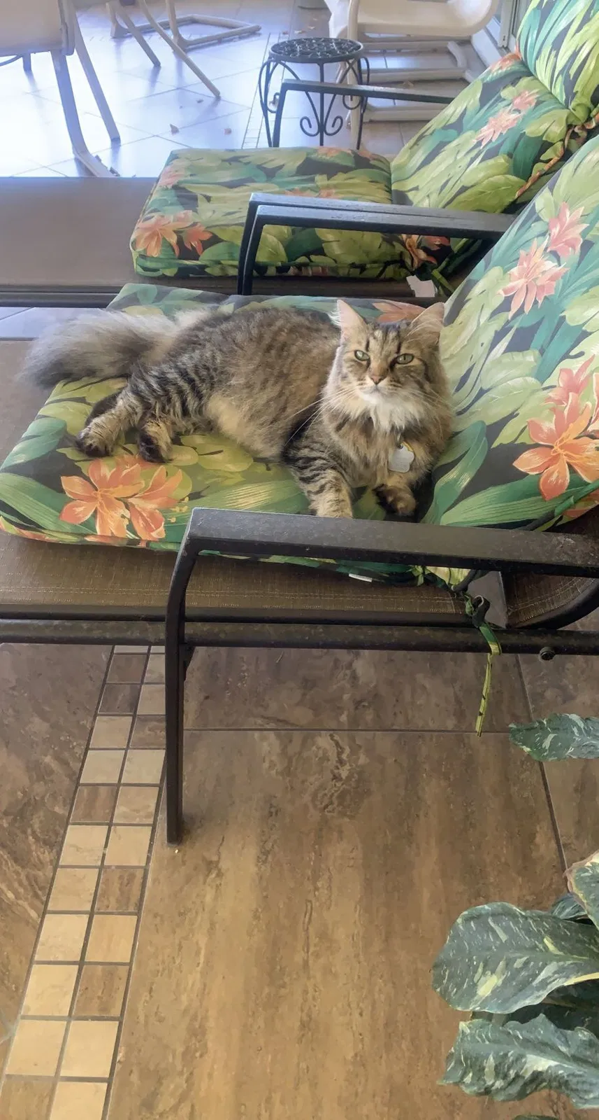 Lost cat in Lutz, FL, 33559