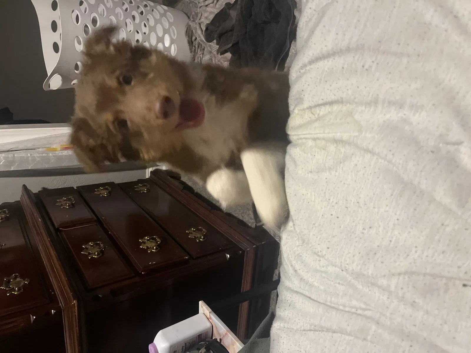 Lost dog in Crete, IL, 60417
