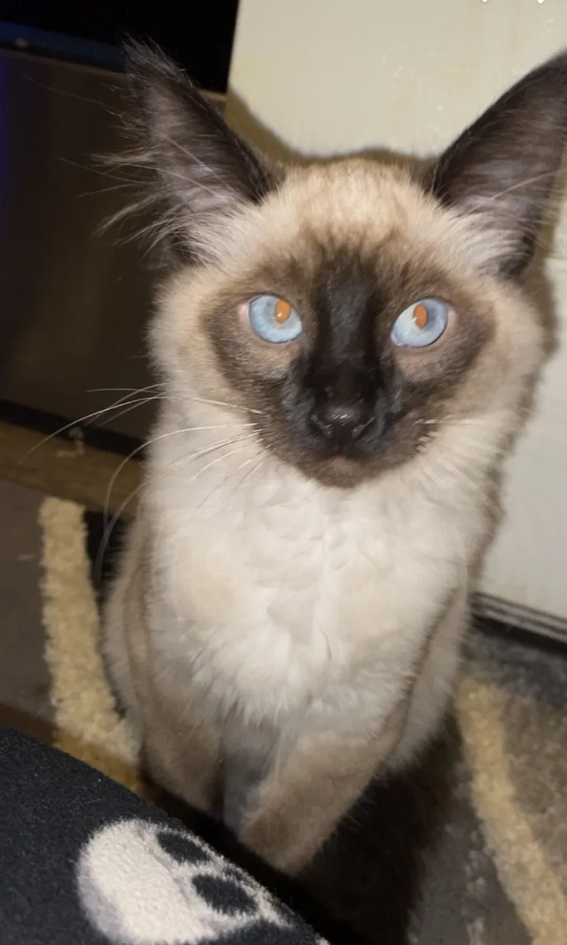 Lost cat in Pottstown, PA, 19464
