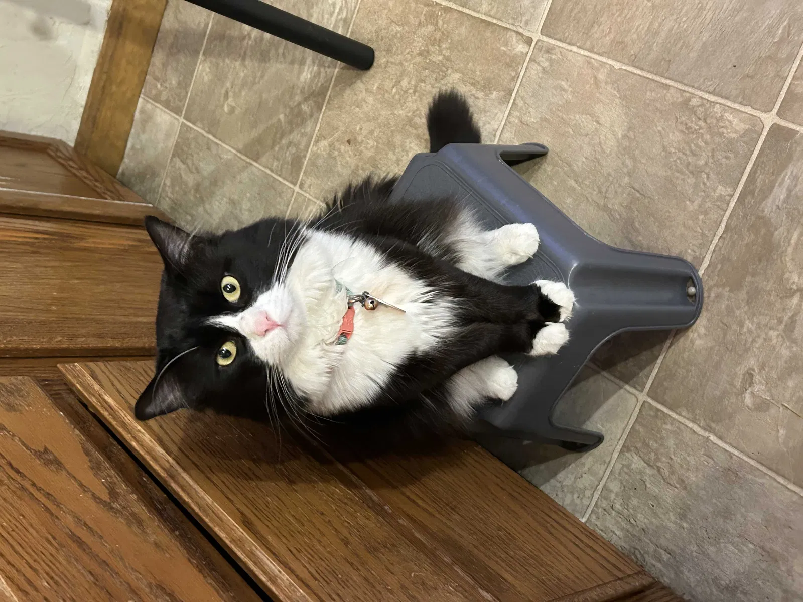 Lost cat in Worcester, MA, 1610