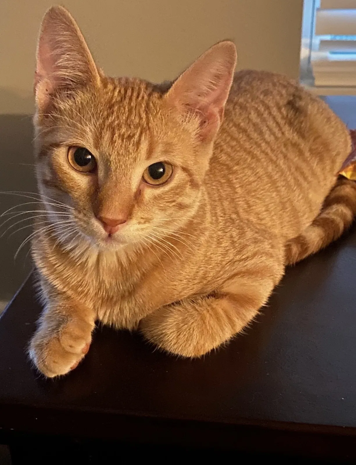 Lost cat in San Antonio, TX, 78245