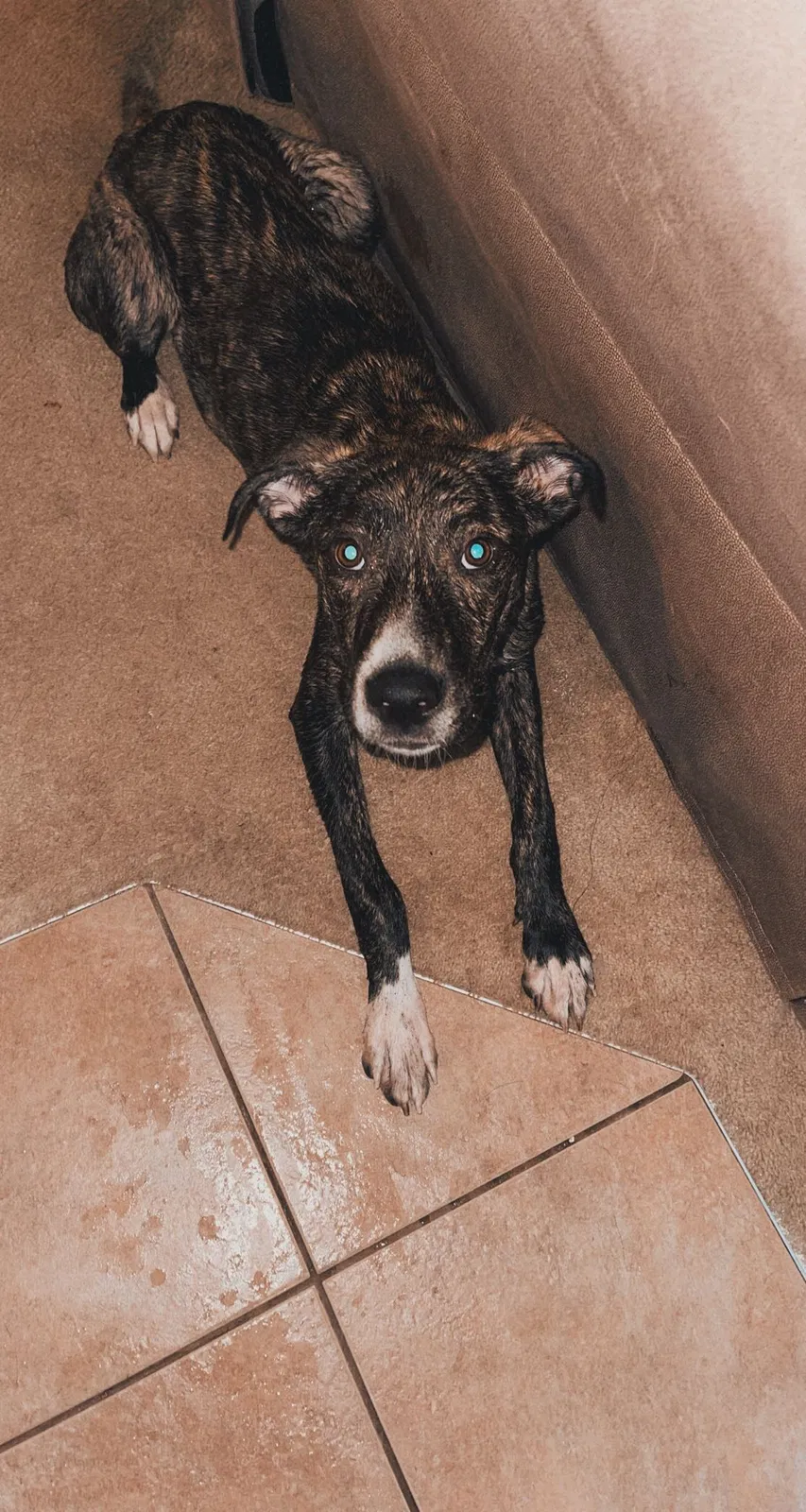 Lost dog in Lacey, WA, 98503