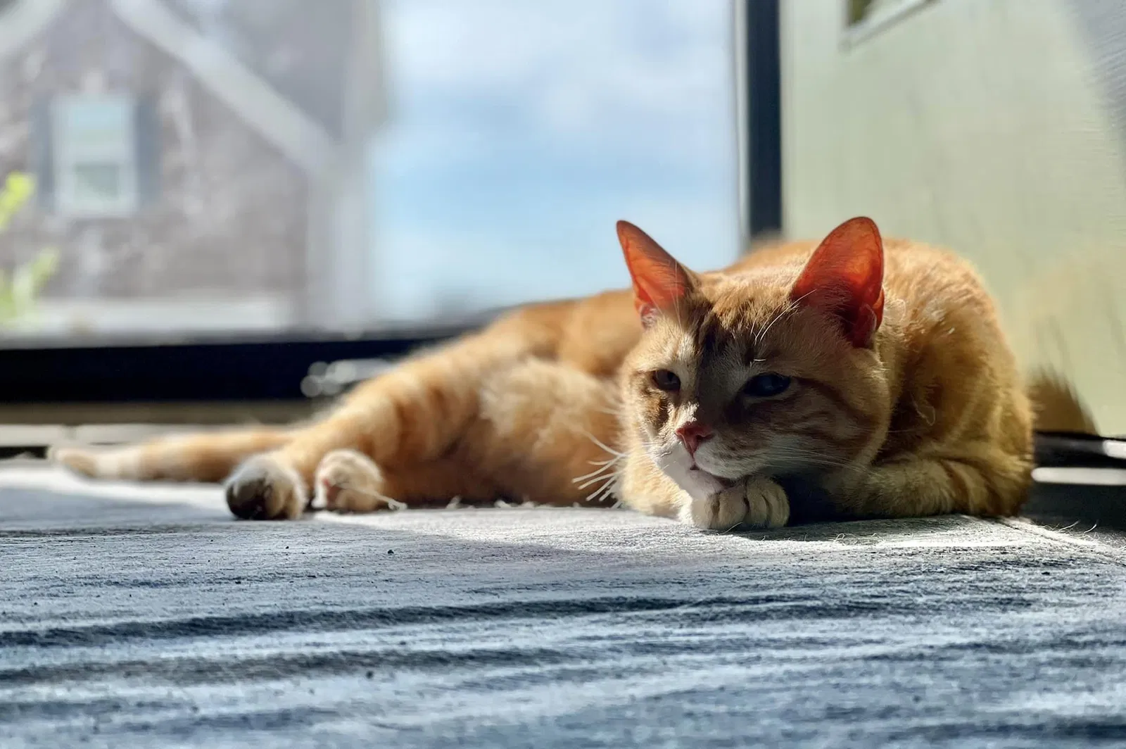 Lost cat in Powell, TN, 37849