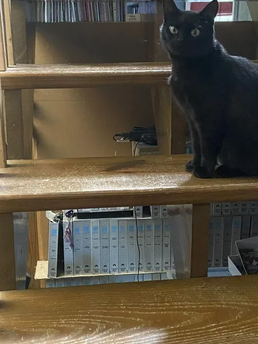 Lost cat in Cairo, GA, 39828
