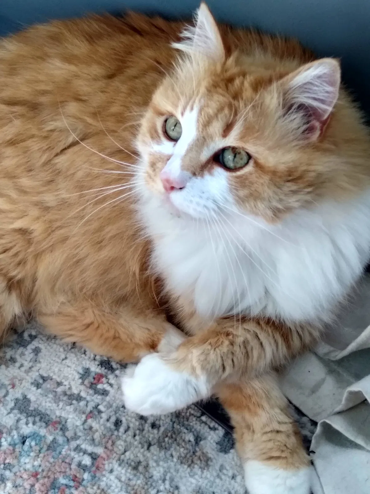 Lost cat in Adams, TN, 37010