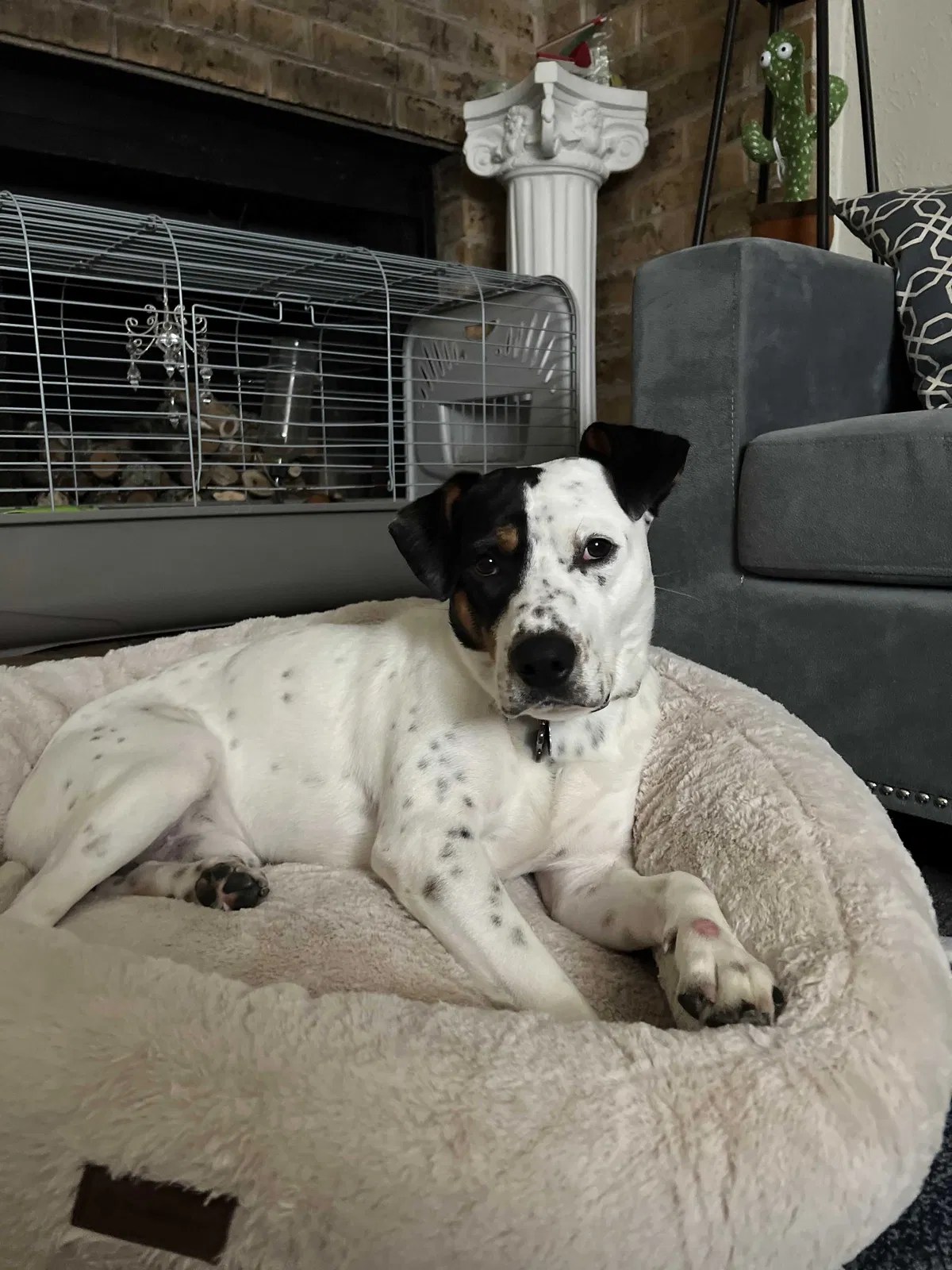 Lost dog in Austin, TX, 78753