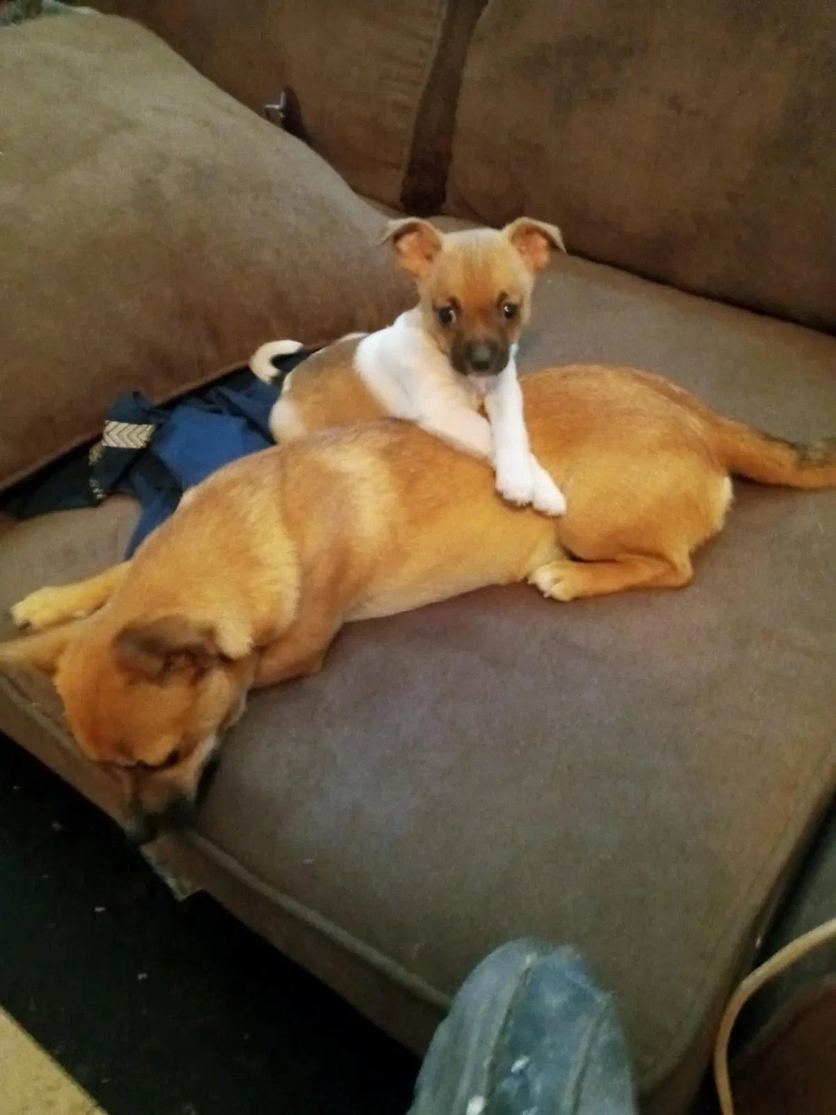 Lost dog in San Angelo, TX, 76904