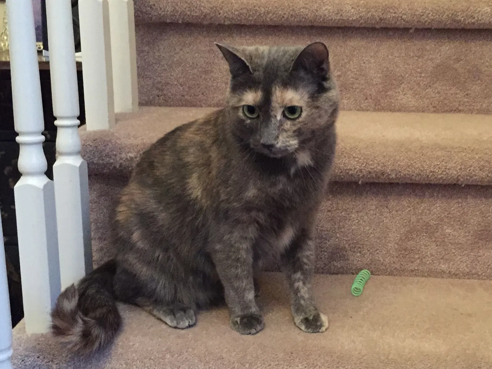 Lost cat in Ambler, PA, 19002