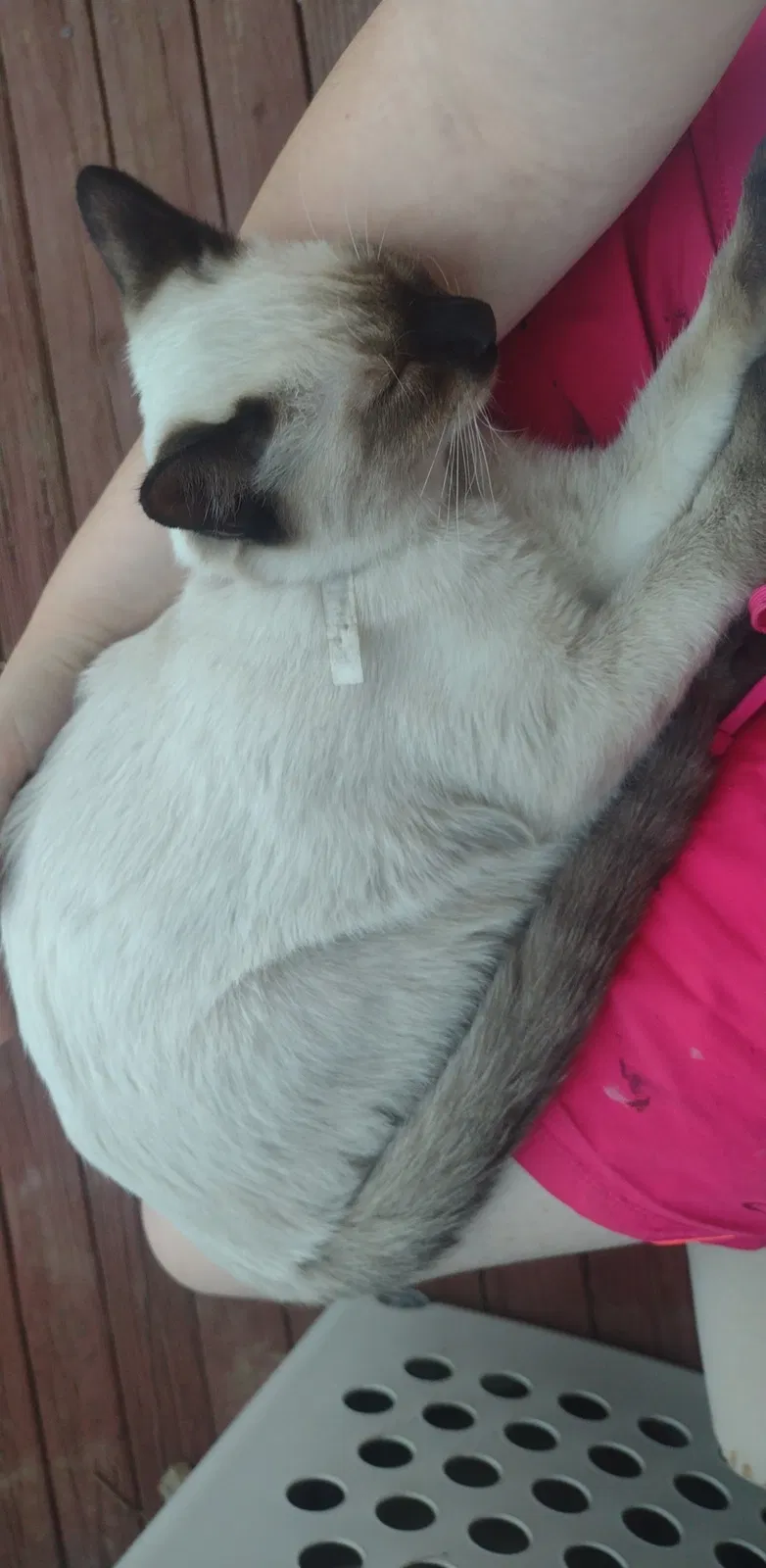 Lost cat in Colorado Springs, CO, 80915