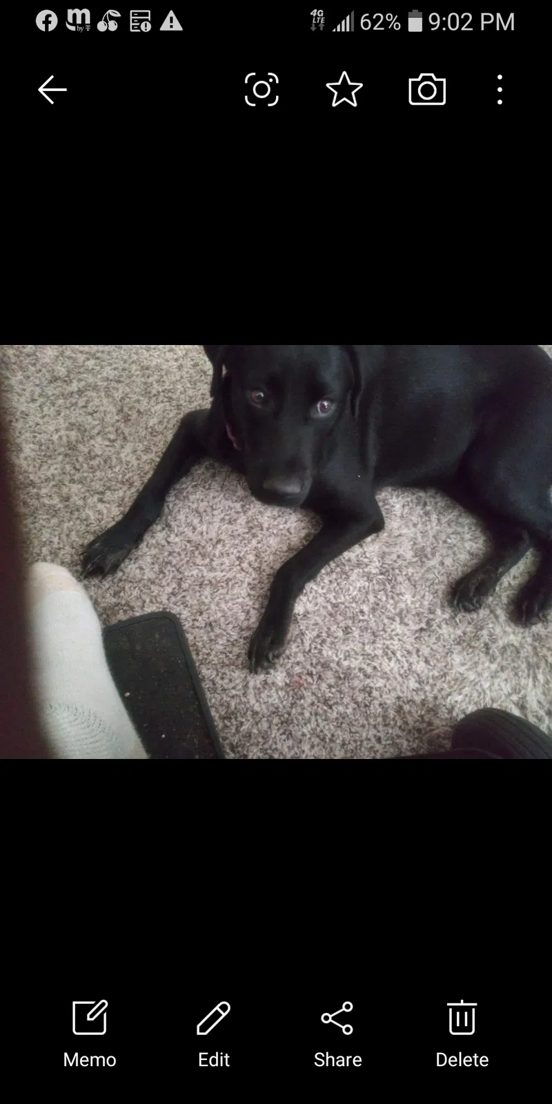 Lost dog in Converse, TX, 78109