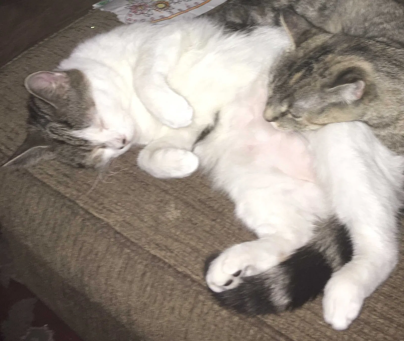Lost cat in Slatington, PA, 18080