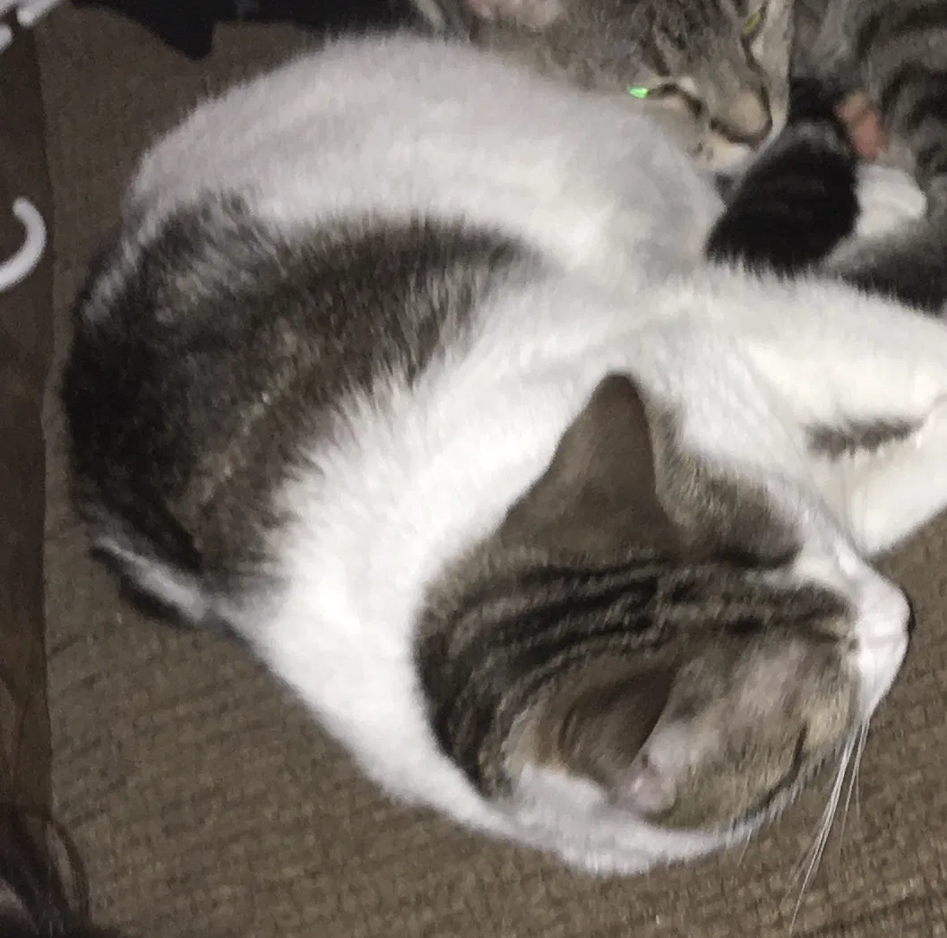 Lost cat in Slatington, PA, 18080