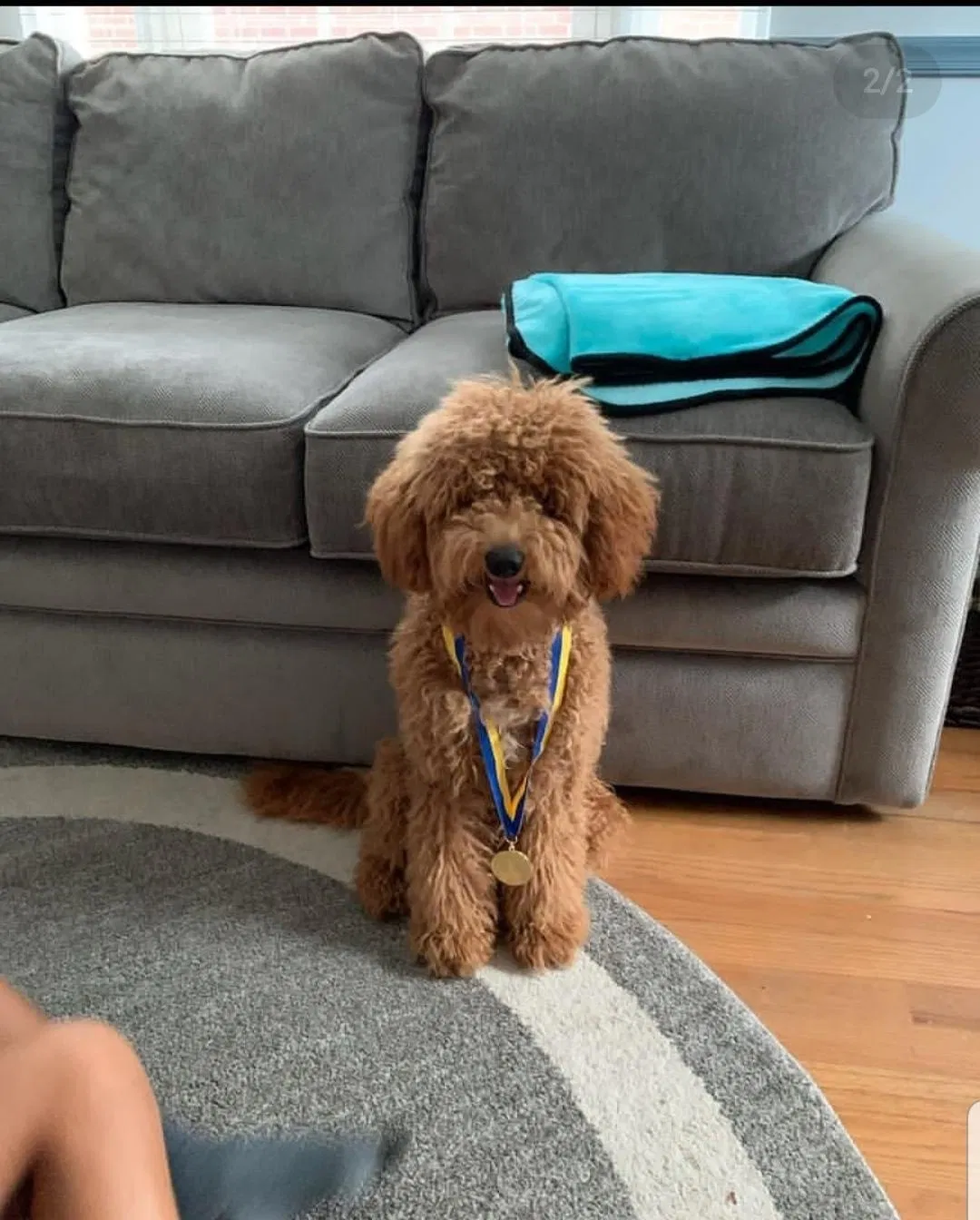 Lost dog in Parkville, MD, 21234