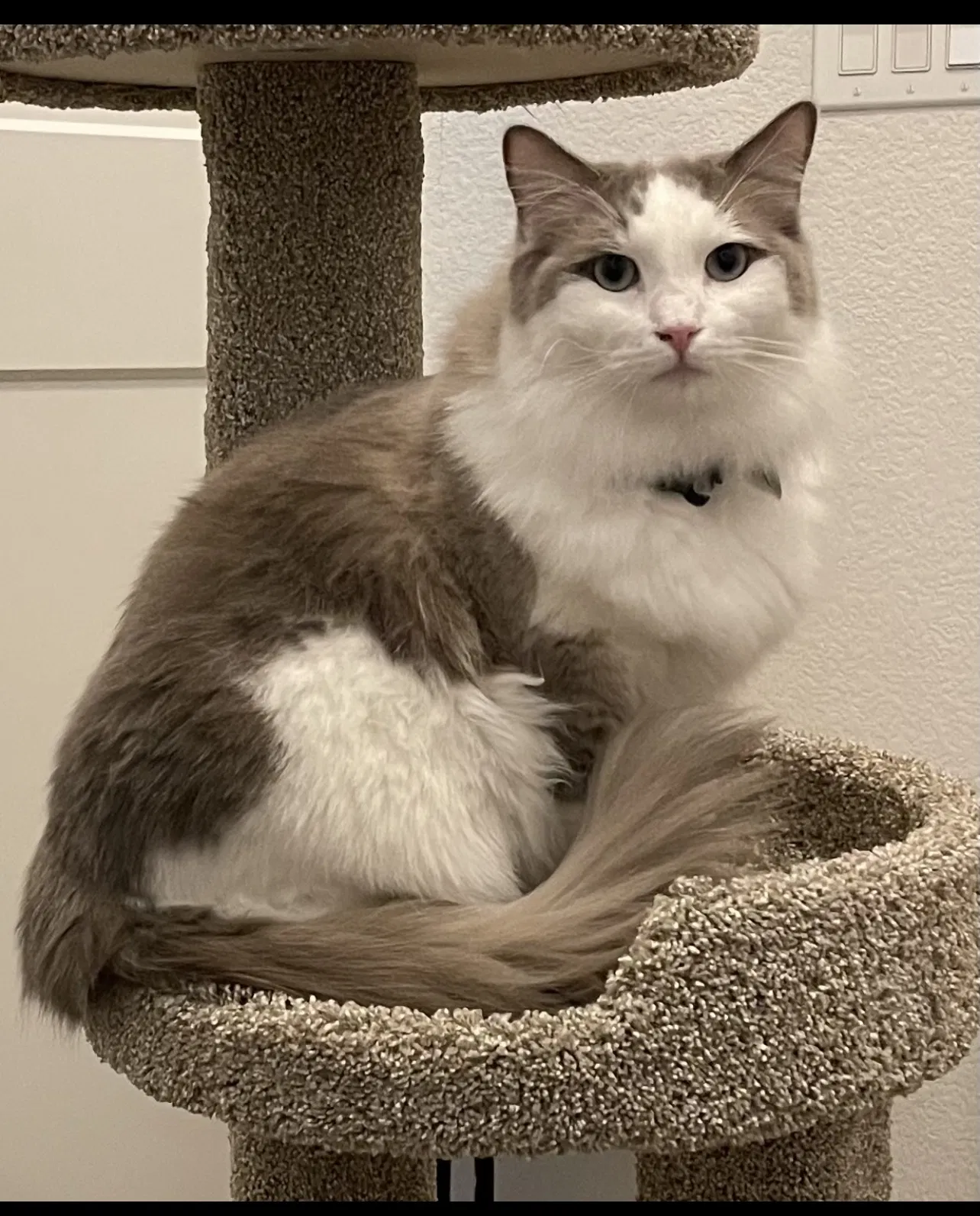 Lost cat in Aledo, TX, 76008